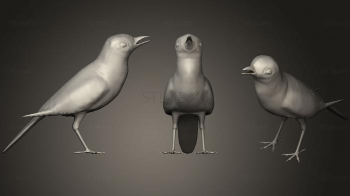 3D model White wagtail (STL)